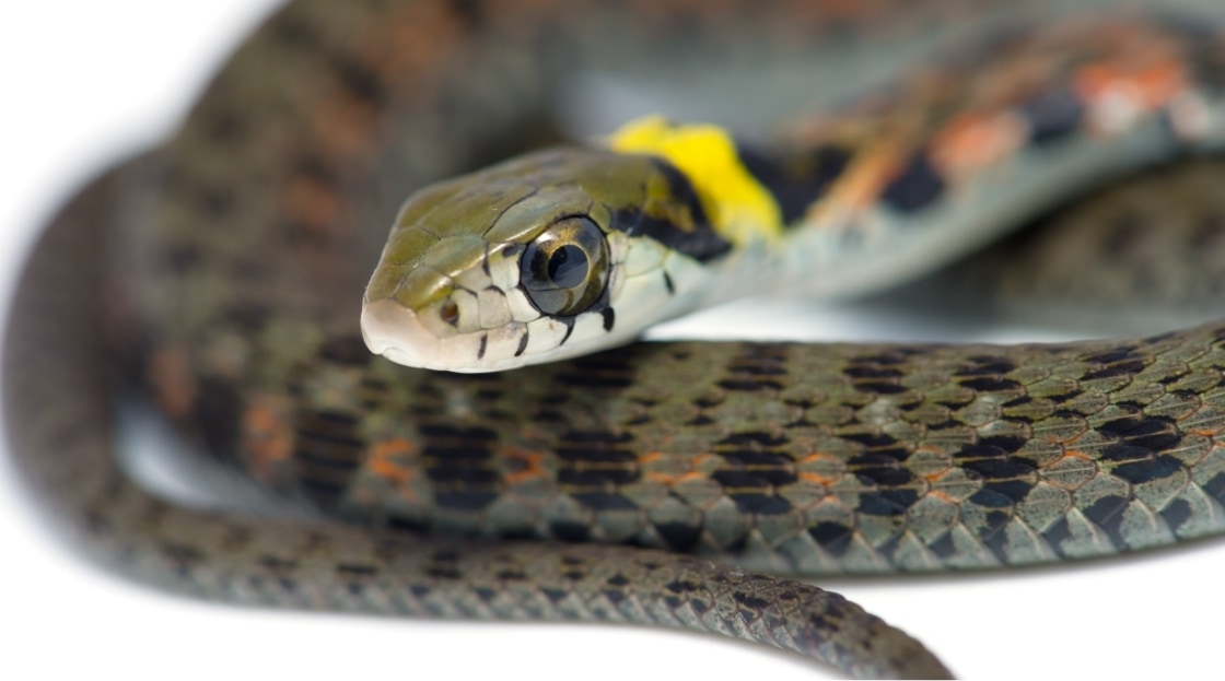 So cute High school student bitten by venomous snake